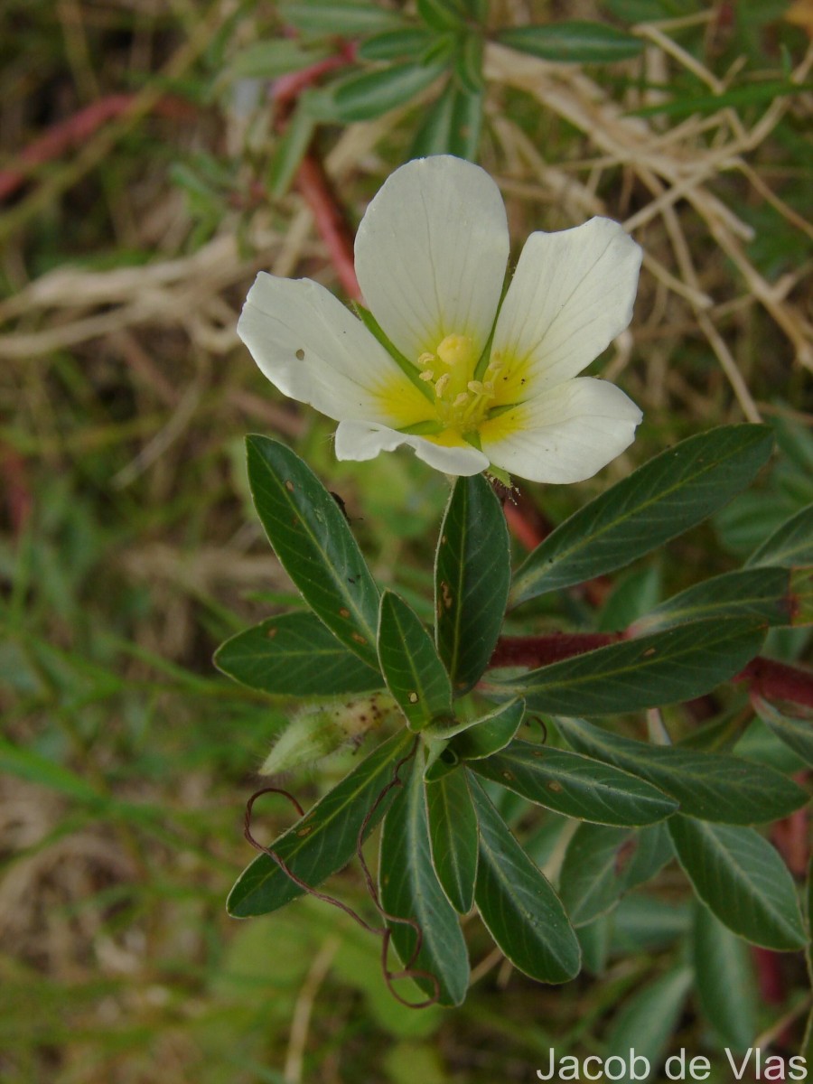 Ludwigia adscendens (L.) H.Hara